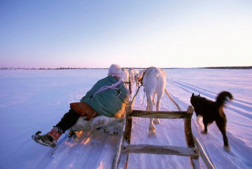 Travelling by reindeer sled across Finnmarksvidda